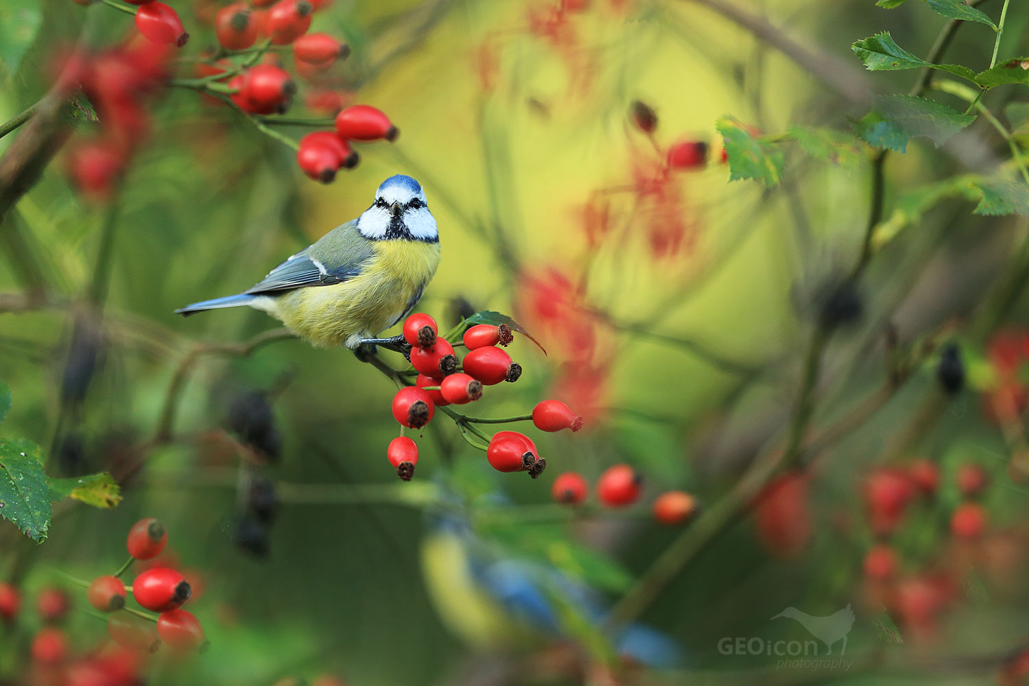 8C4A1045tit