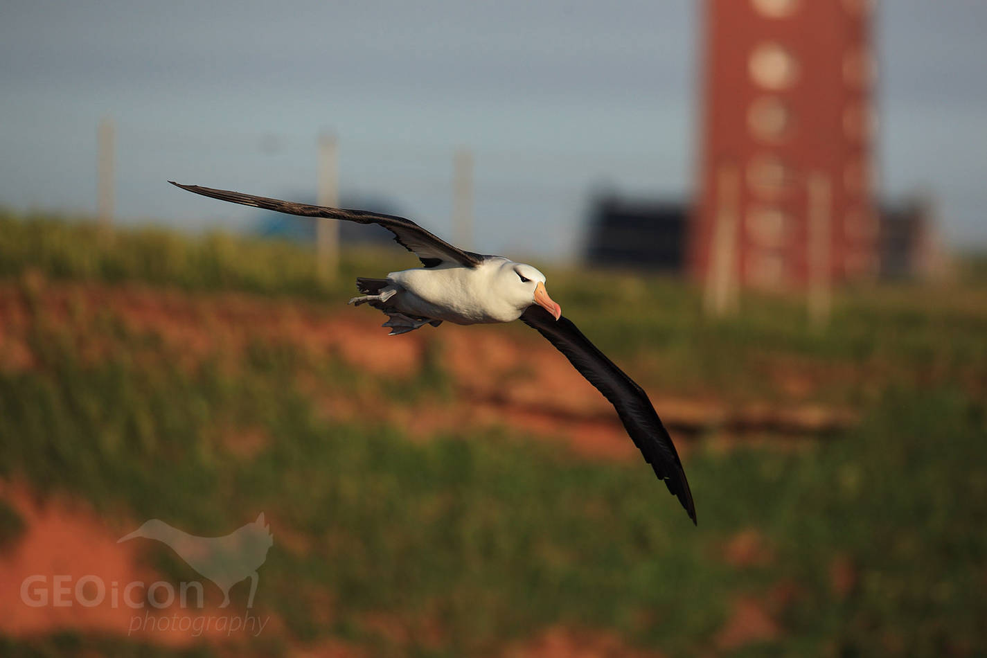 Black-browed albatross, albatros černobrvý (Diomedea melanophris)