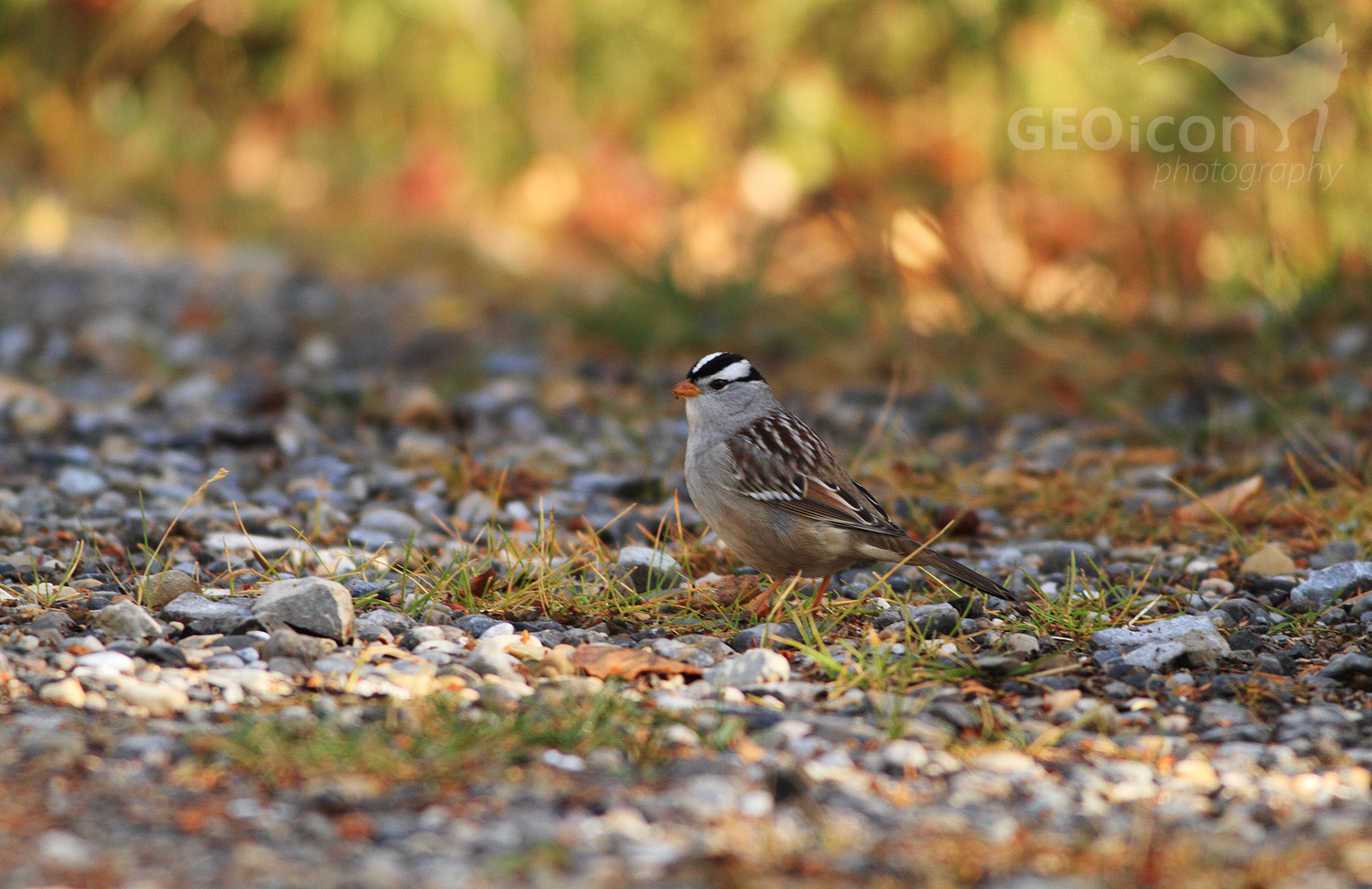 White-crowned sparrow / strnadec bělokorunkatý (Zonotrichia leucophrys)