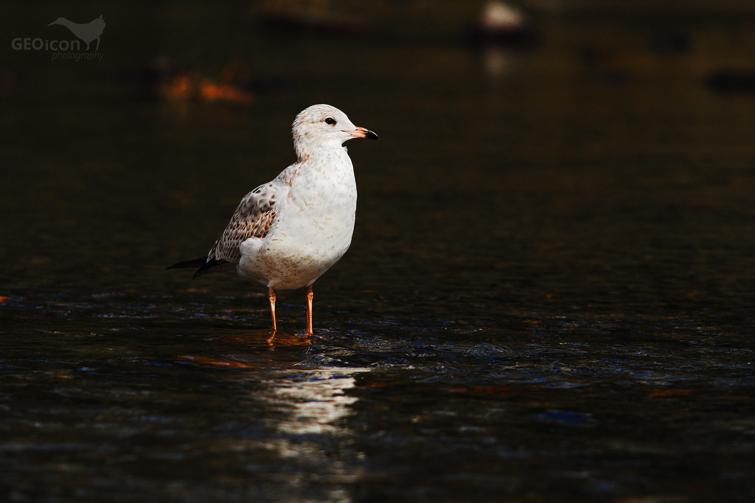 Ring-billed gull / racek delawarský (Larus delawarensis)