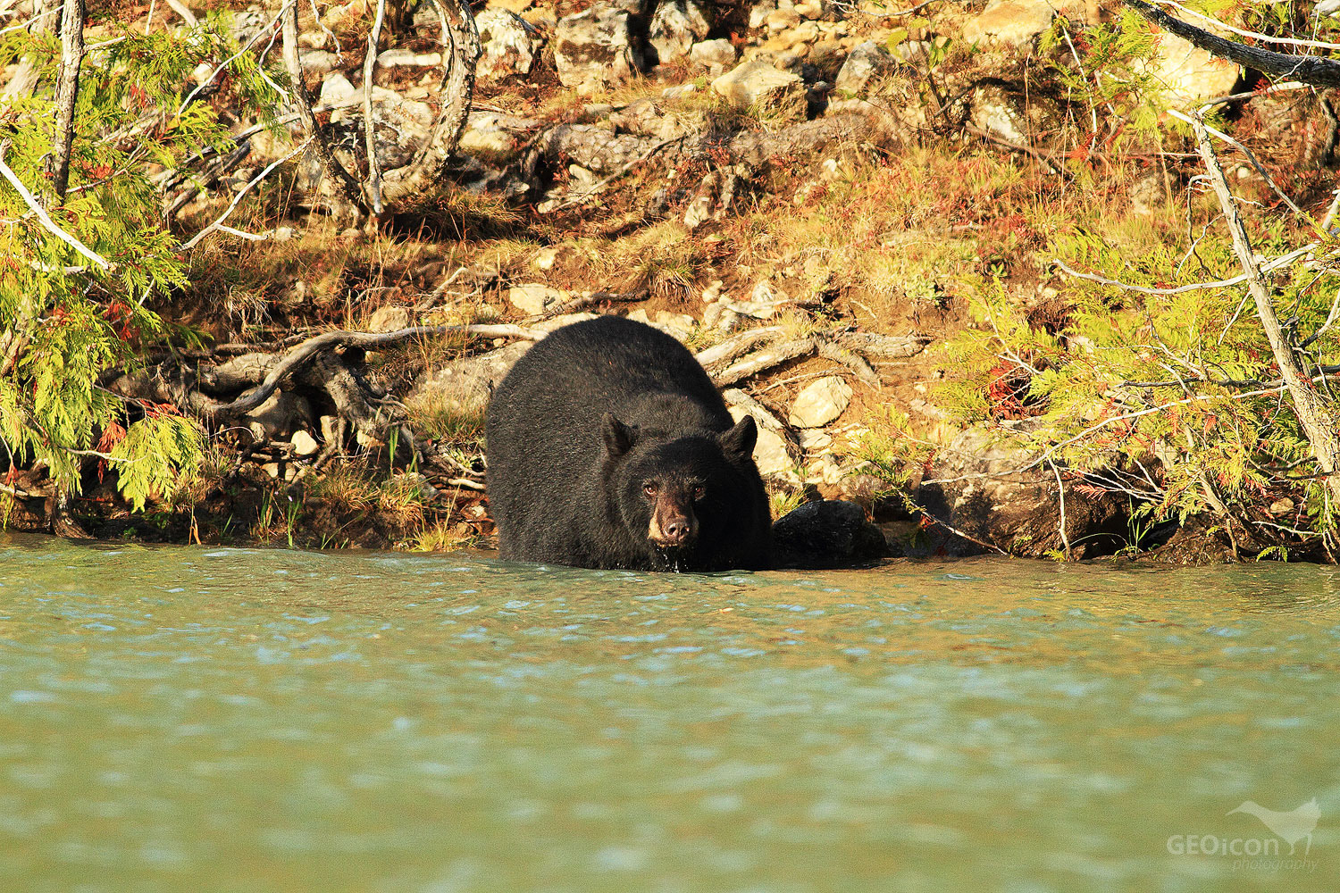 American black bear / mědvěd černý (Ursus americanus)