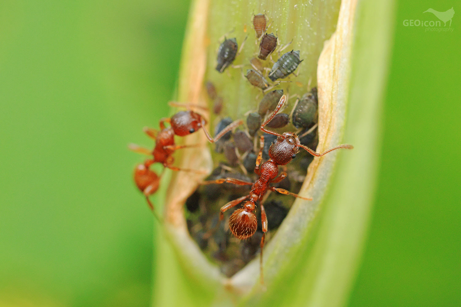 Myrmica rubra / mravenec žahavý