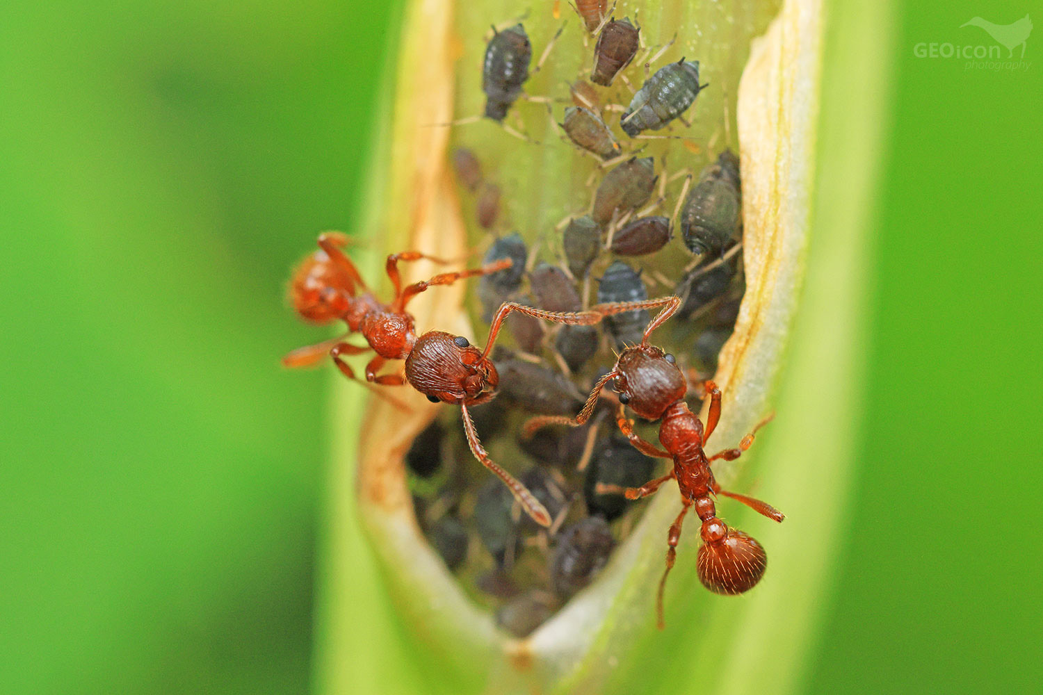 Myrmica rubra / mravenec žahavý