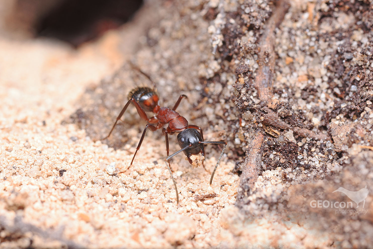 Camponotus ligniperda / mravenec dřevokaz