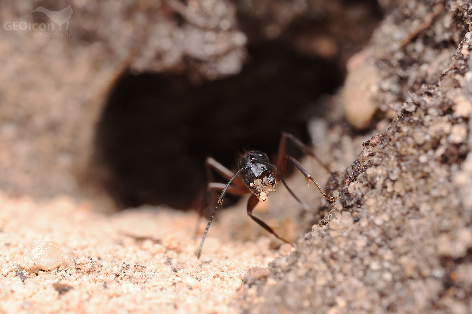 Camponotus ligniperda / mravenec dřevokaz