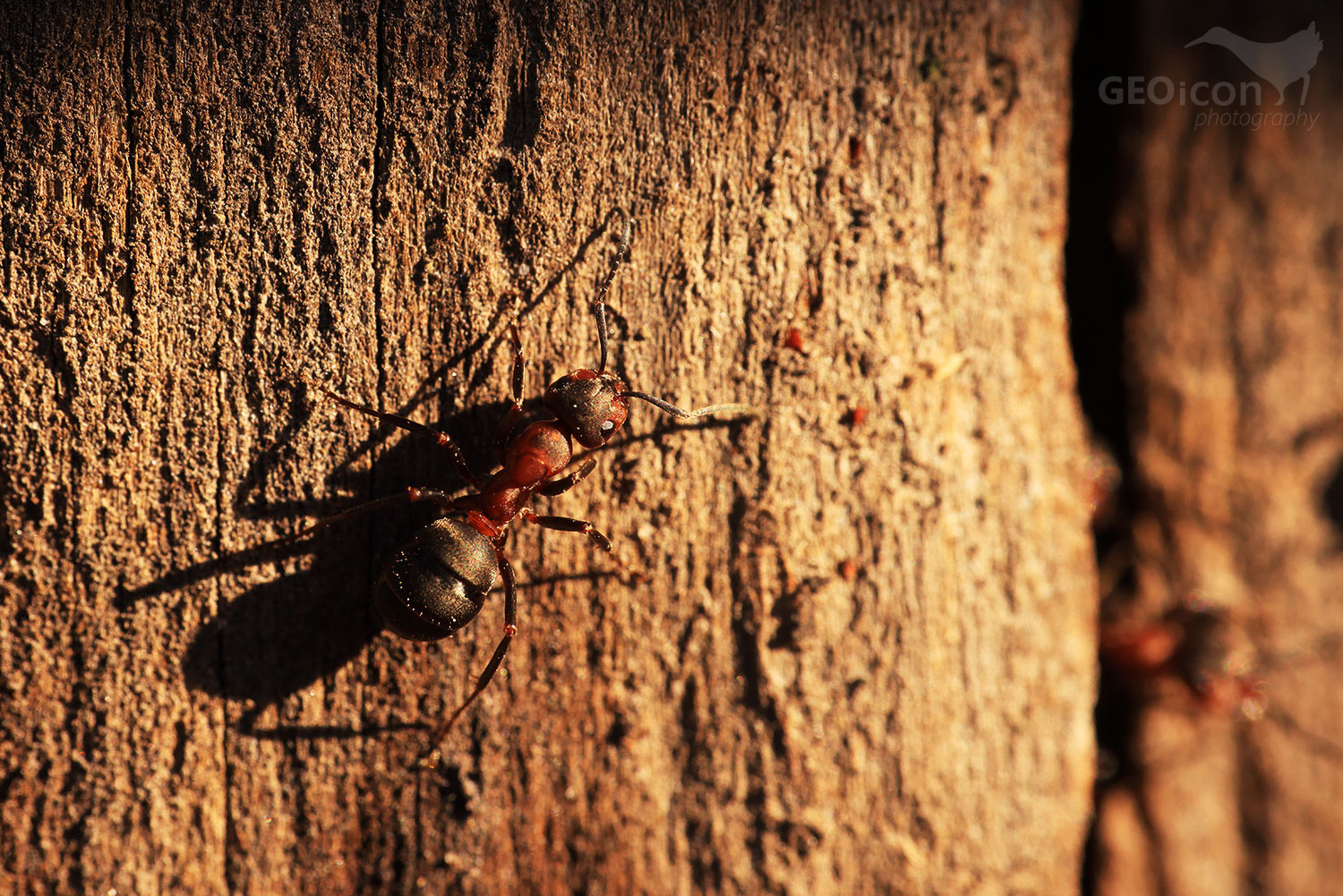 Red wood ant / mravenec lesní (Formica rufa)