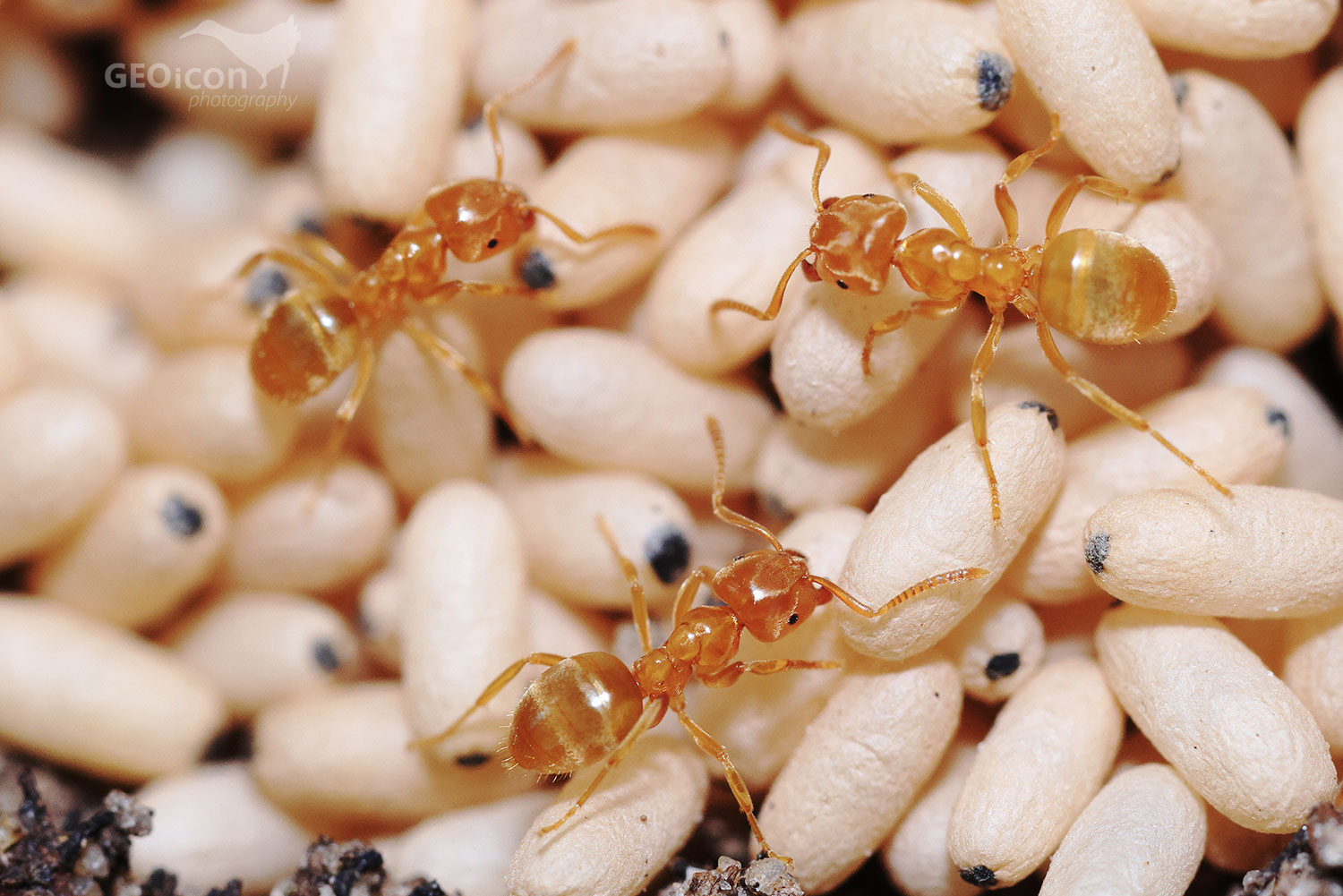 Lasius flavus / mravenec žlutý