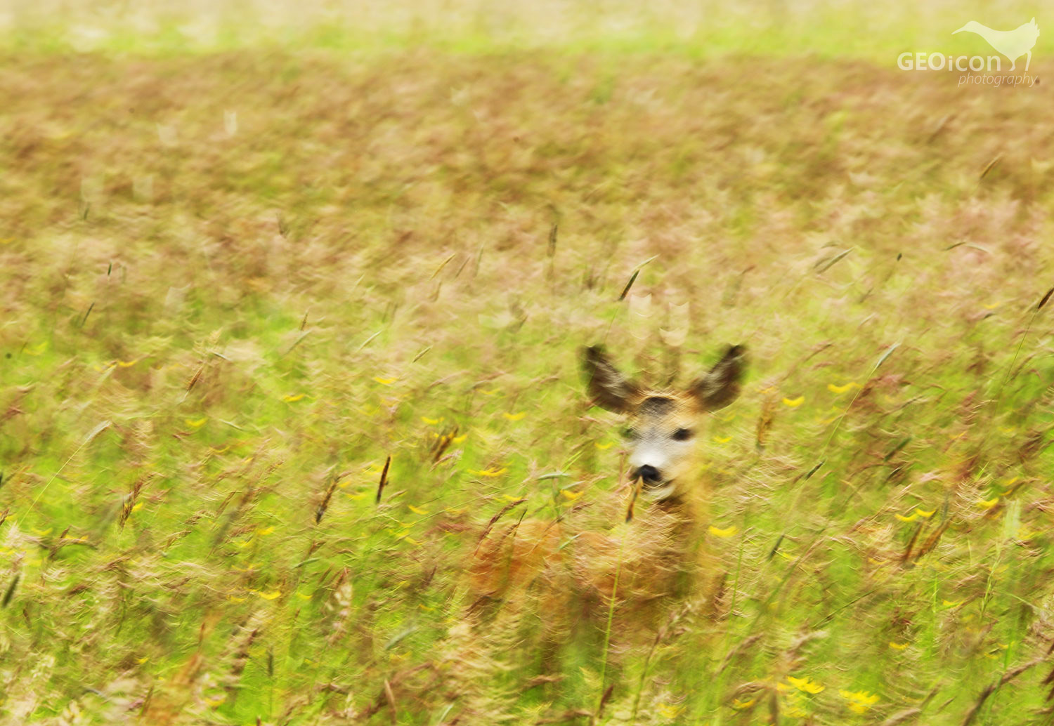 Roe deer / srnec obecný (Capreolus capreolus)