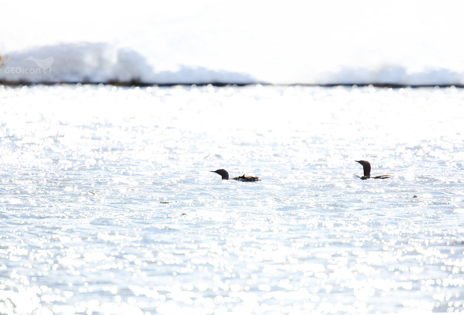 Black throated loon / potáplice severní (Gavia arctica)