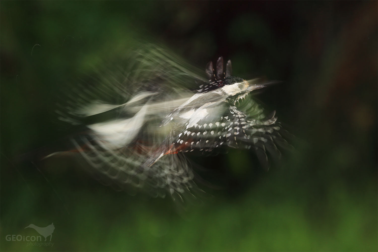 Great spotted woodpecker / strakapoud velký (Dendrocopos major)