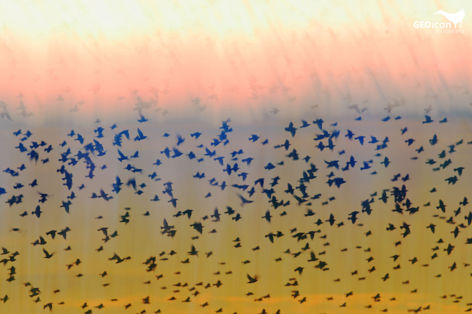 A flock of Starlings / hejno špačků obecných (Sturnus vulgaris)