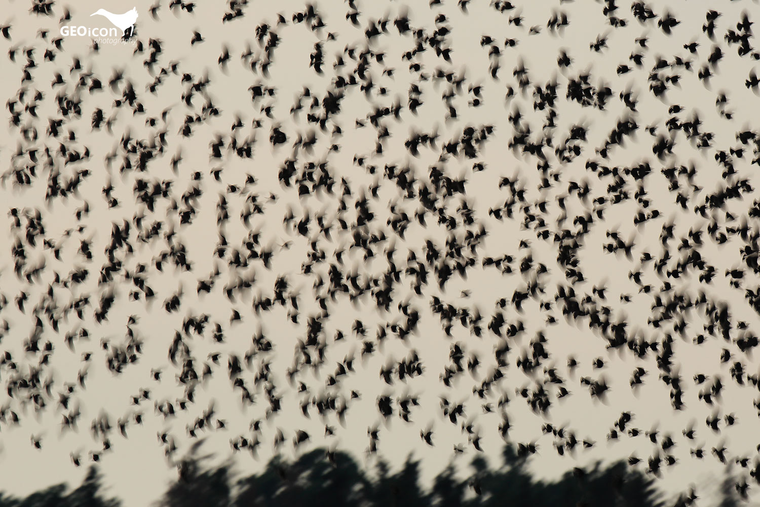 A flock of Starlings / hejno špačků obecných (Sturnus vulgaris)
