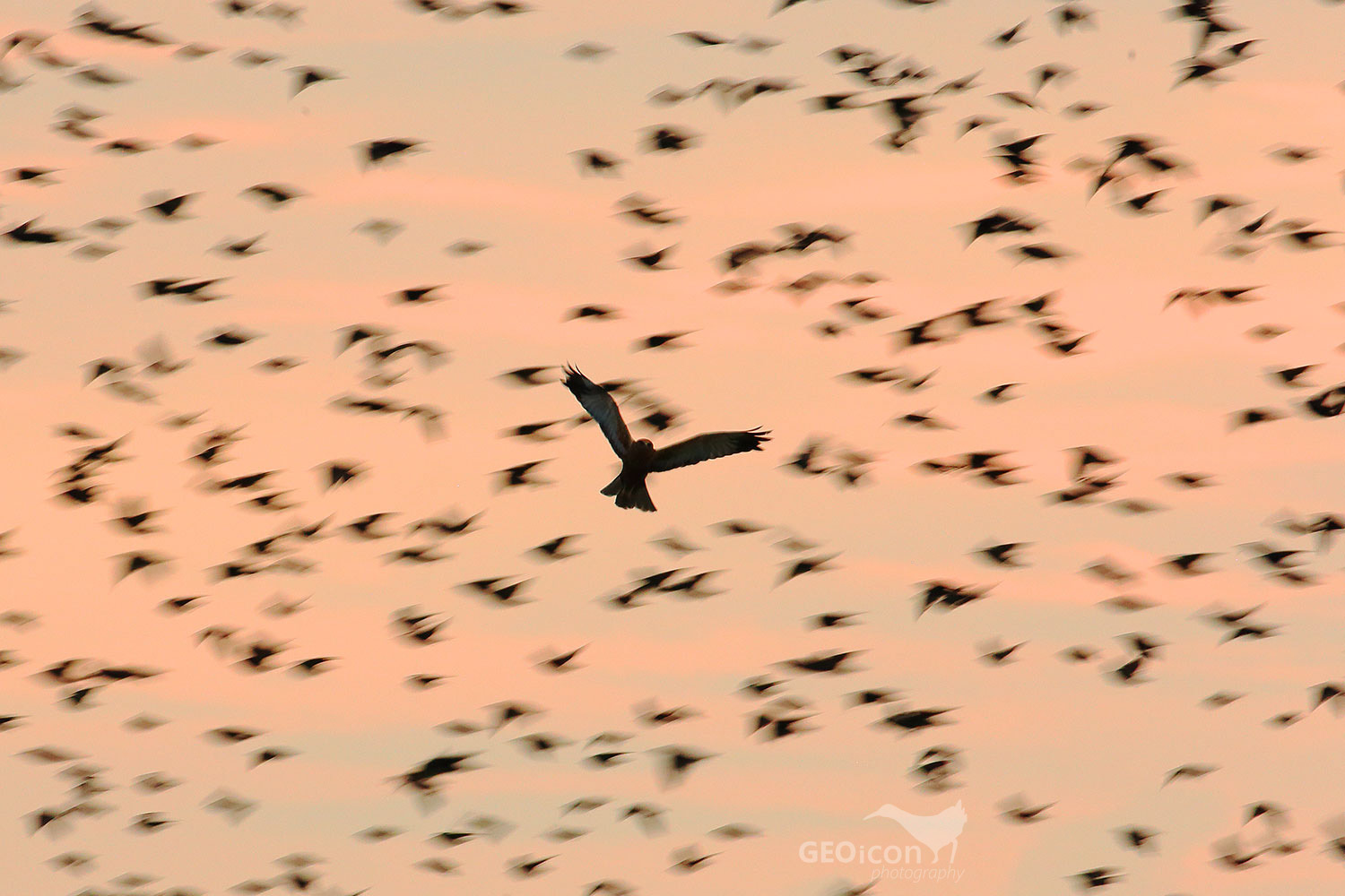 A flock of Starlings and Marsh Harrier / hejno špačků obecných a moták pochop (Sturnus vulgaris, Circus aeruginosus)