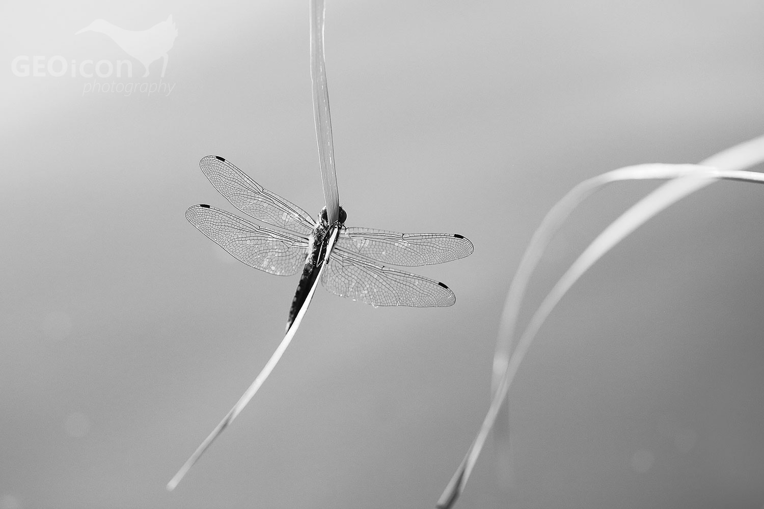 Black-tailed skimmer / vážka černořitná (Orthetrum cancellatum)