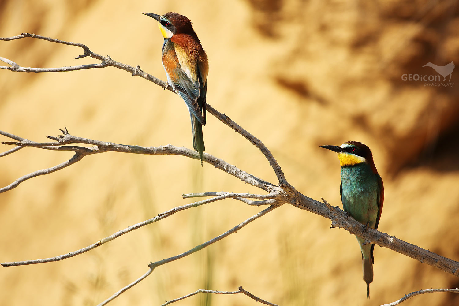 Bee-eater / vlha pestrá (Merops apiaster)