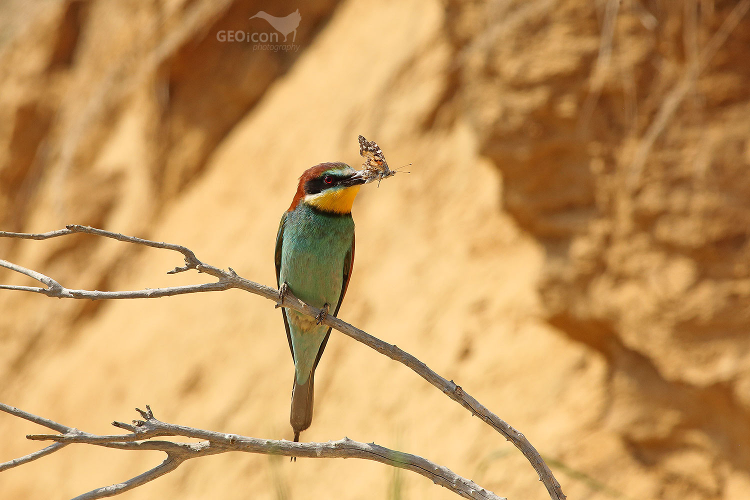 Bee-eater / vlha pestrá (Merops apiaster)