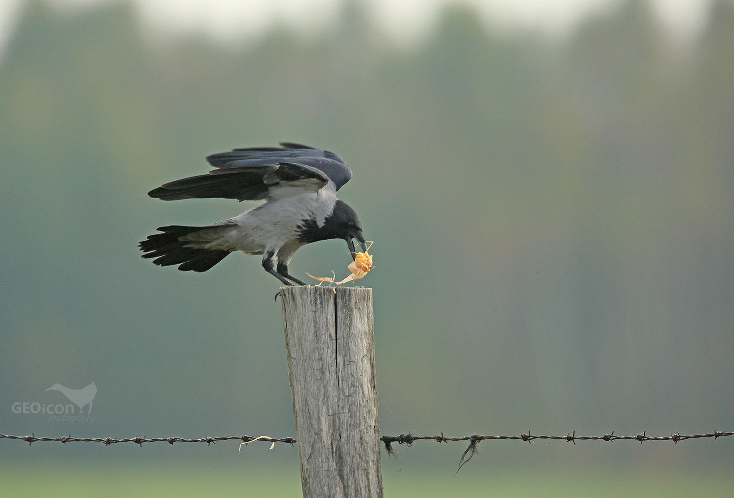 Hooded crow / vrána šedá (Corvus corone cornix)