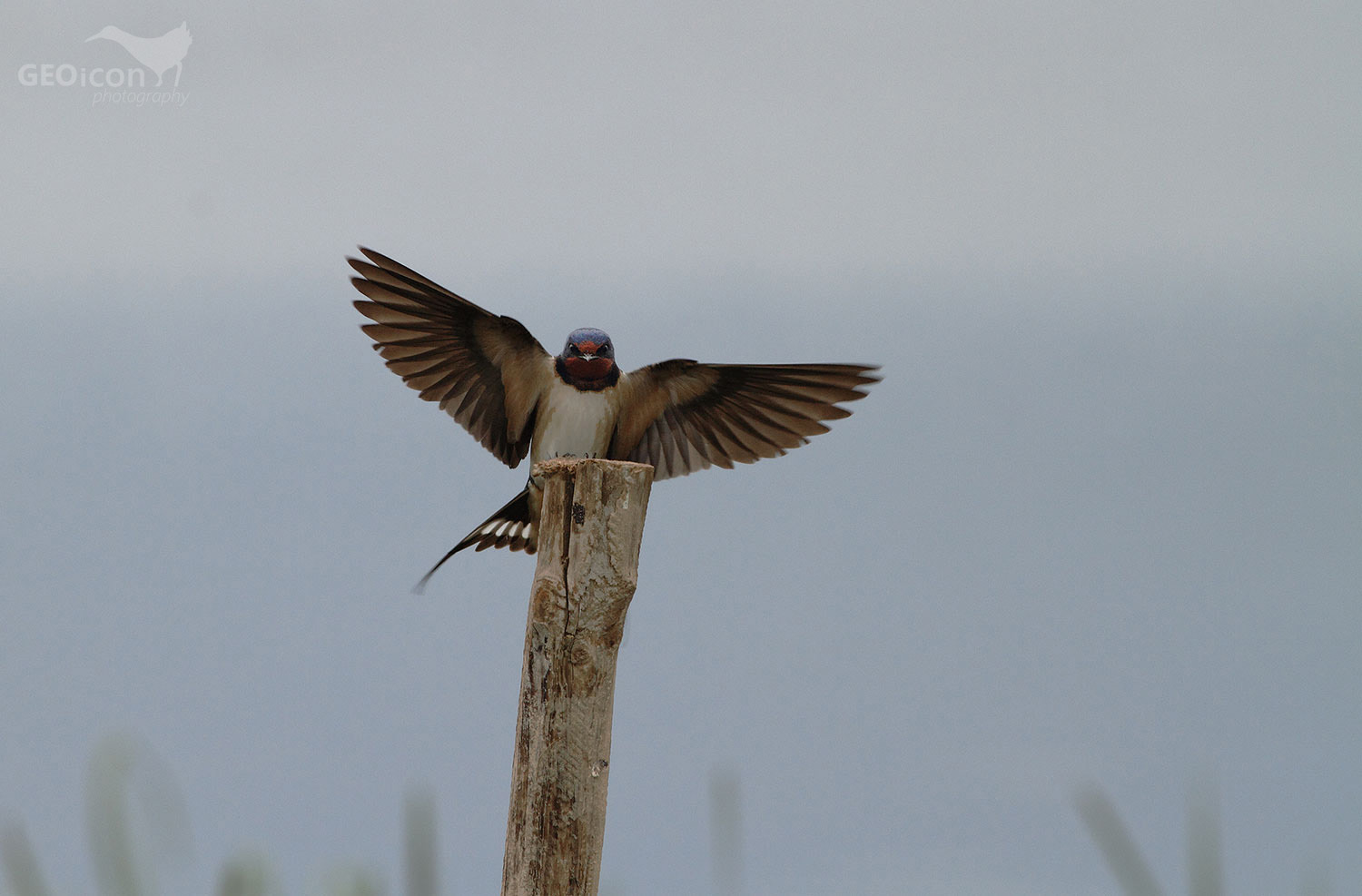 Barn swallow / vlaštovka obecná (Hirundo rustica)