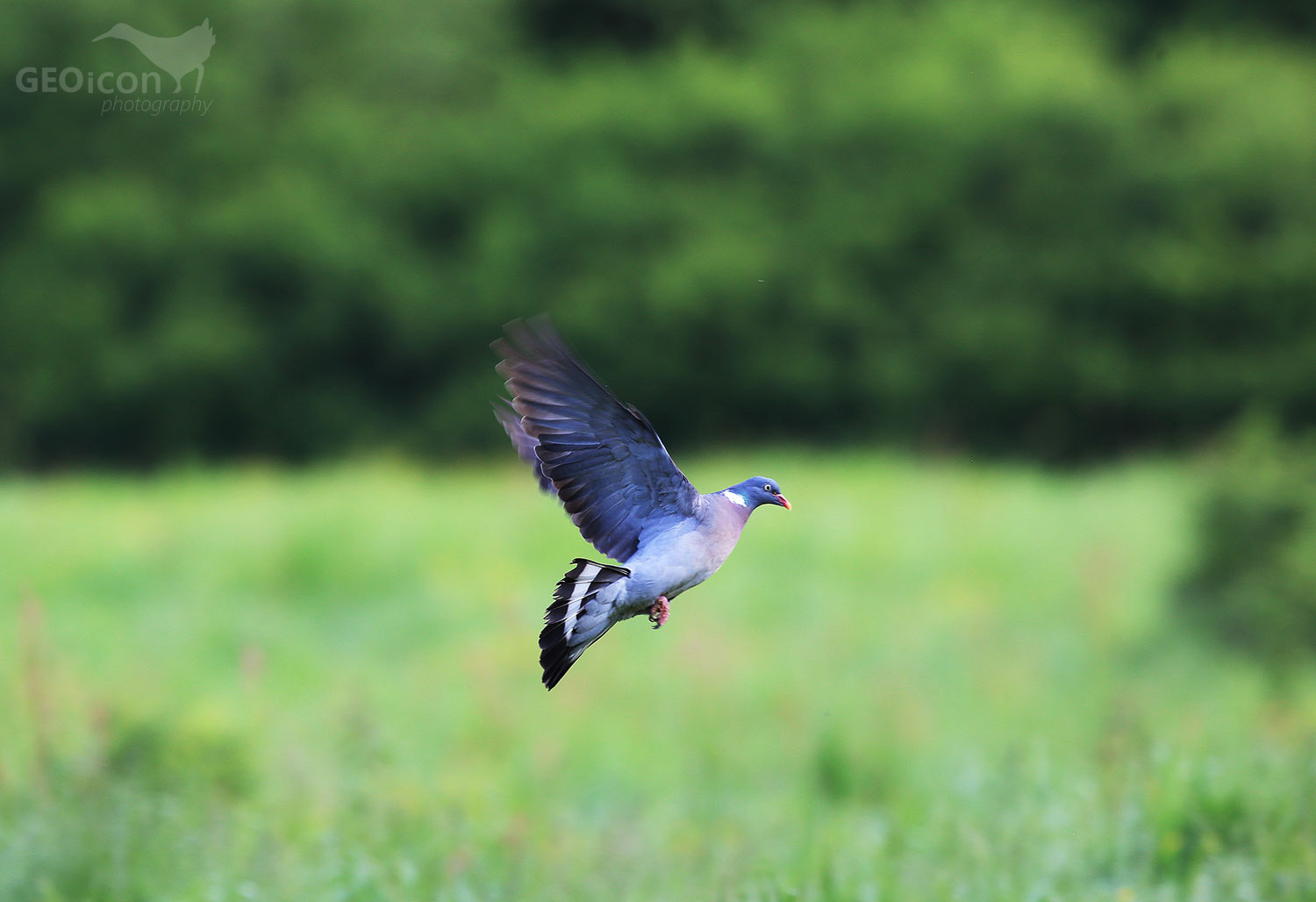 common wood pigeon / holub hřivnáč (Columba palumbus)