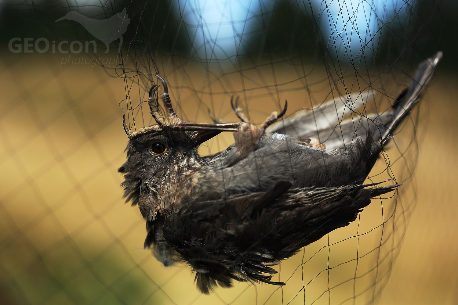 Blackbird / kos černý (Turdus merula)