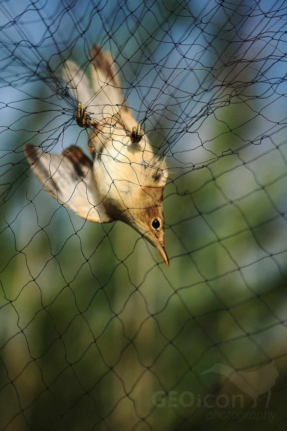Reed warbler / rákosník obecný (Acrocephalus scirpaceus)