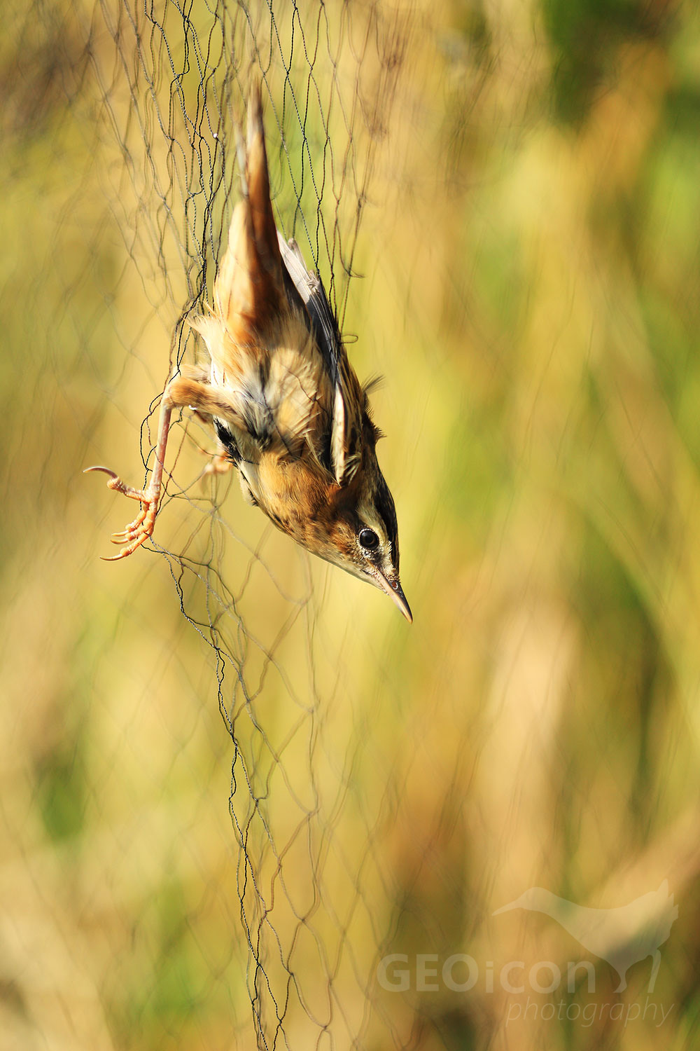 Sedge warbler / rákosník proužkovaný (Acrocephalus schoenobaenus)