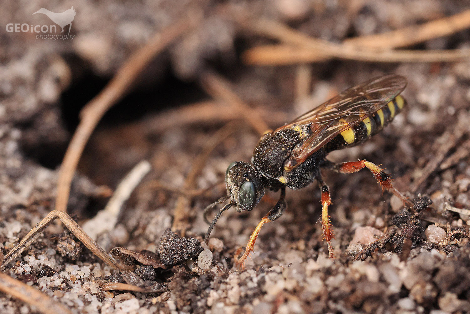 Small digger wasp / bodulka stříbřitá (Oxybela argentatus)