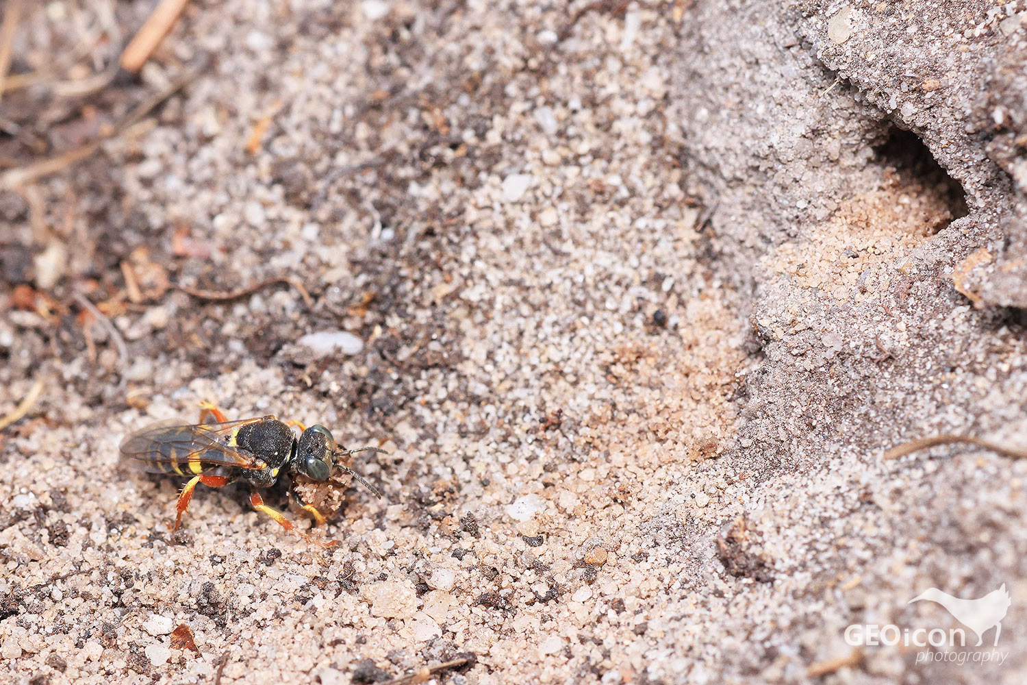 Small digger wasp / bodulka stříbřitá (Oxybela argentatus)