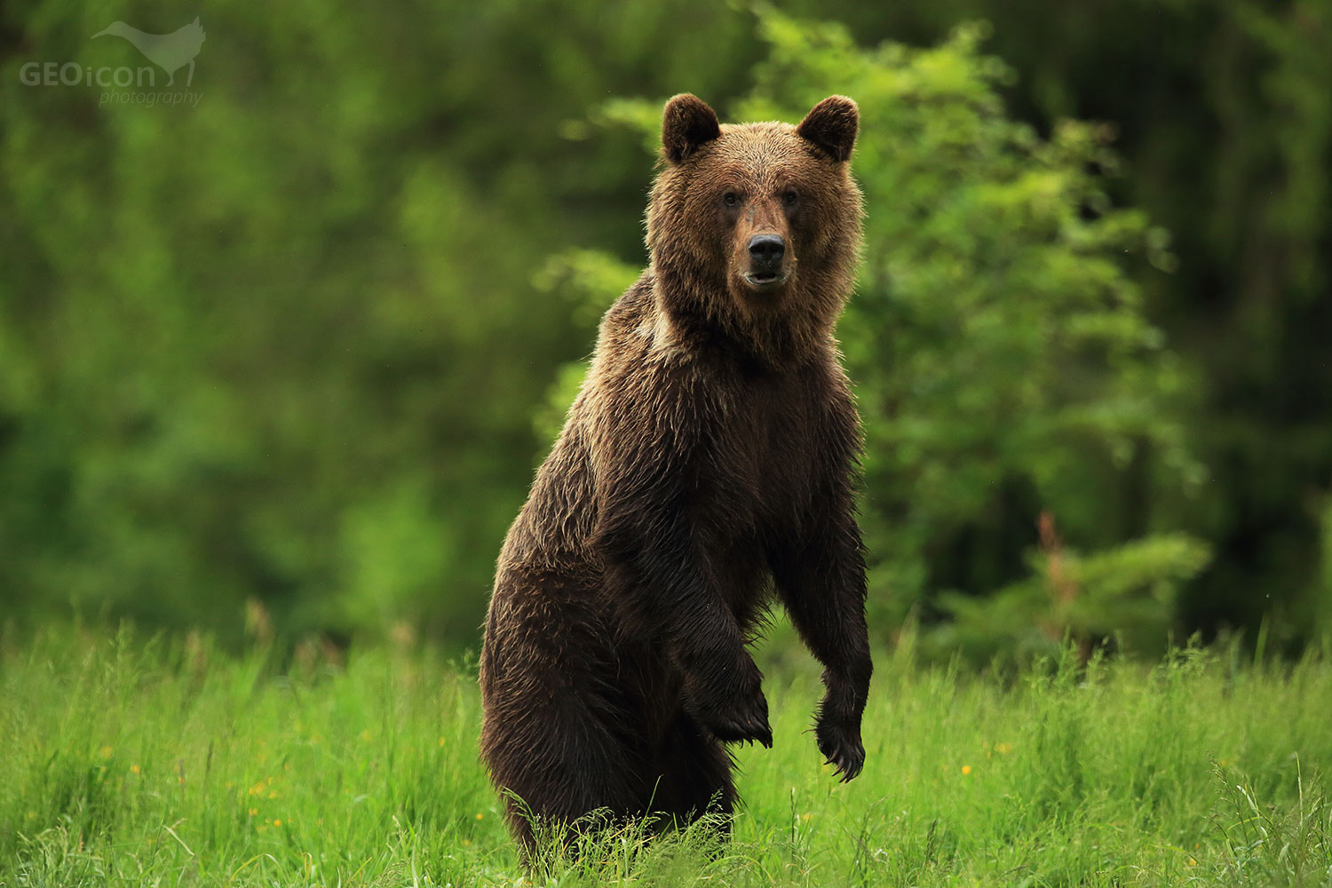 Brown bear / medvěd hnědý (Ursus arctos)