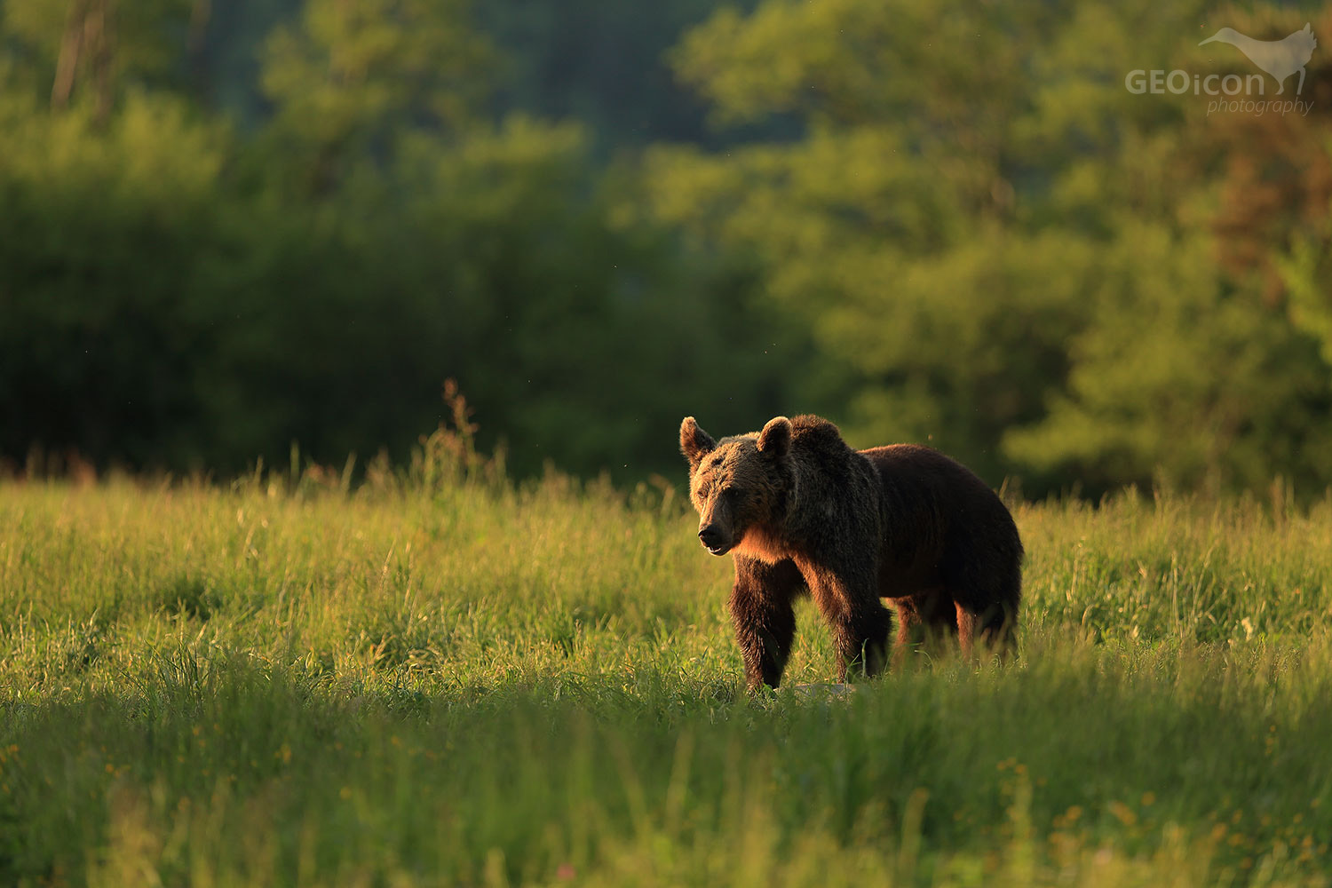 Brown bear / medvěd hnědý (Ursus arctos)