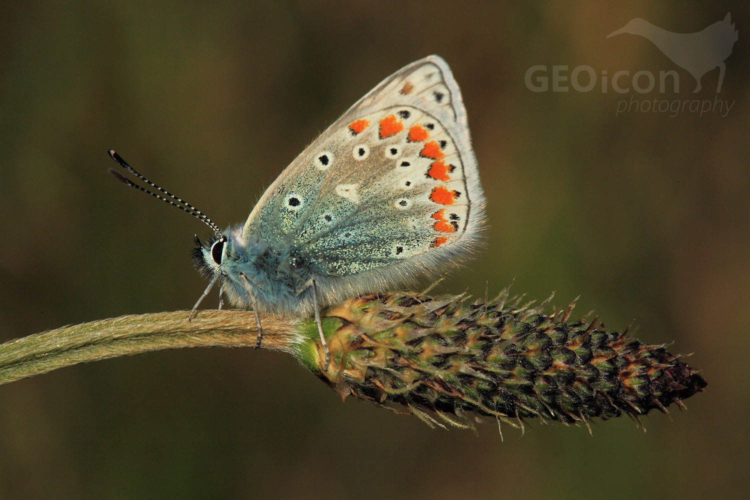 Common blue butterfly / modrásek jehlicový (Polyommatus icarus)