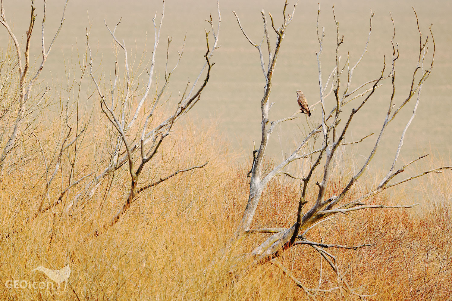 Common buzzard / káně lesní (Buteo buteo)