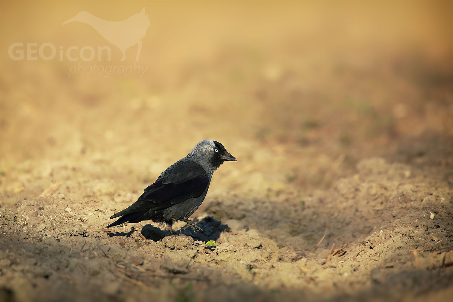 Jackdaw / kavka obecná (Corvus monedula)