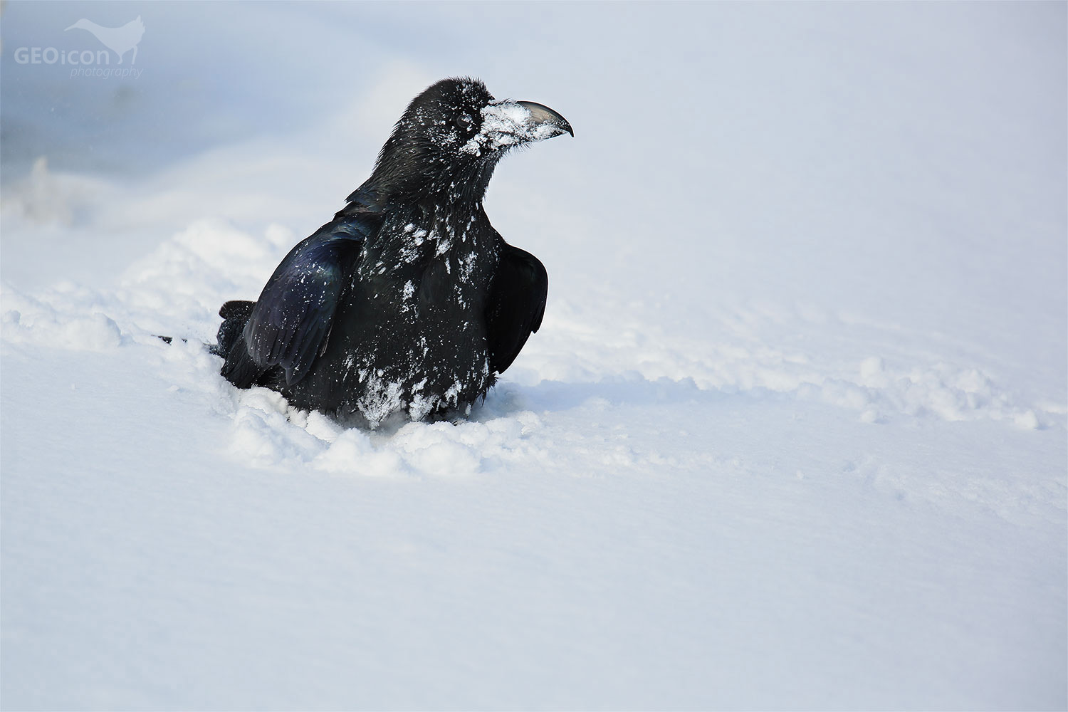 Common raven / krkavec velký (Corvus corax)