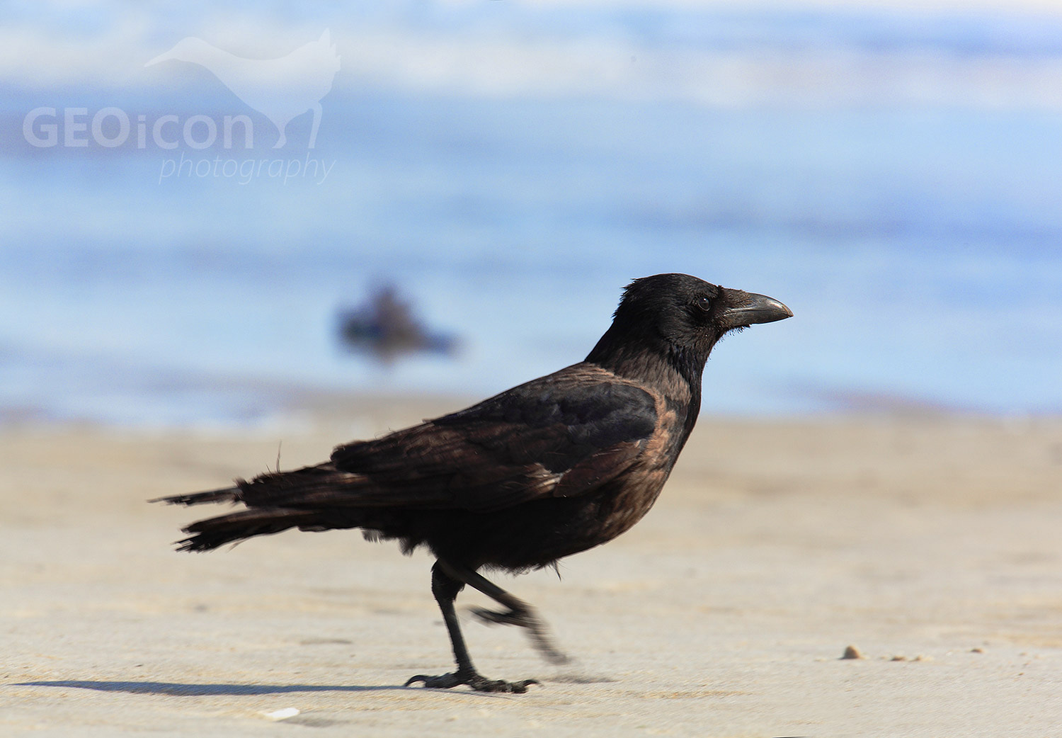 Carrion crow / vrána šedá (Corvus corone cornix)