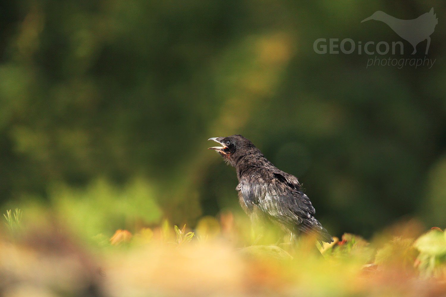 Rook /Havran polní (Corvus frugileus)