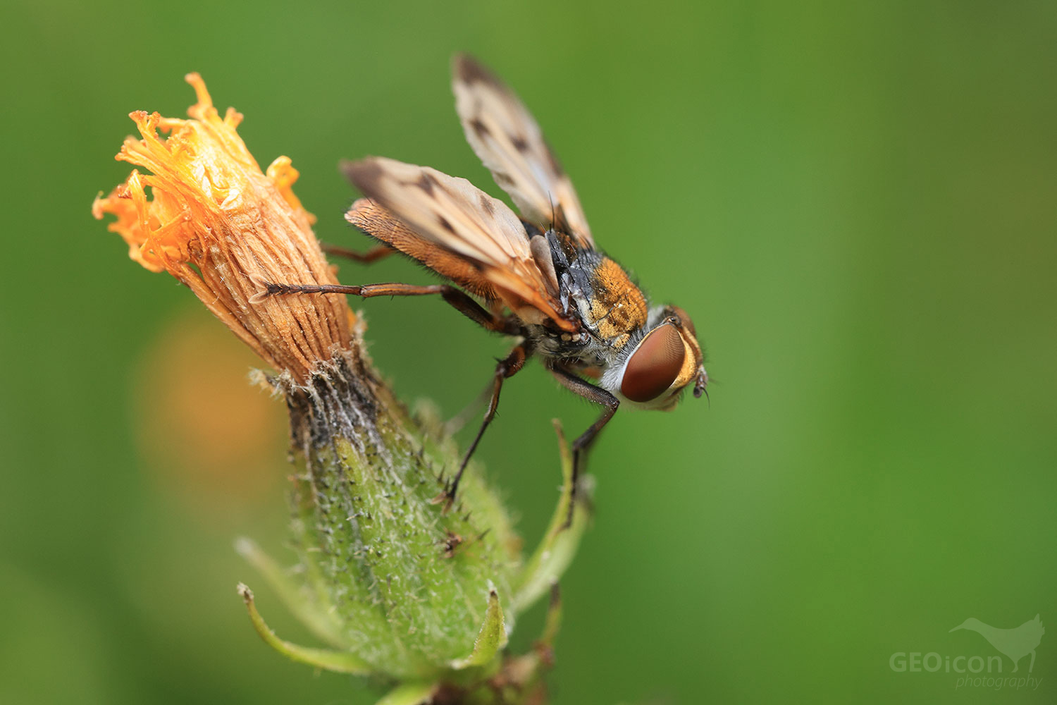 Ectophasia crassipennis / kuklice plochá