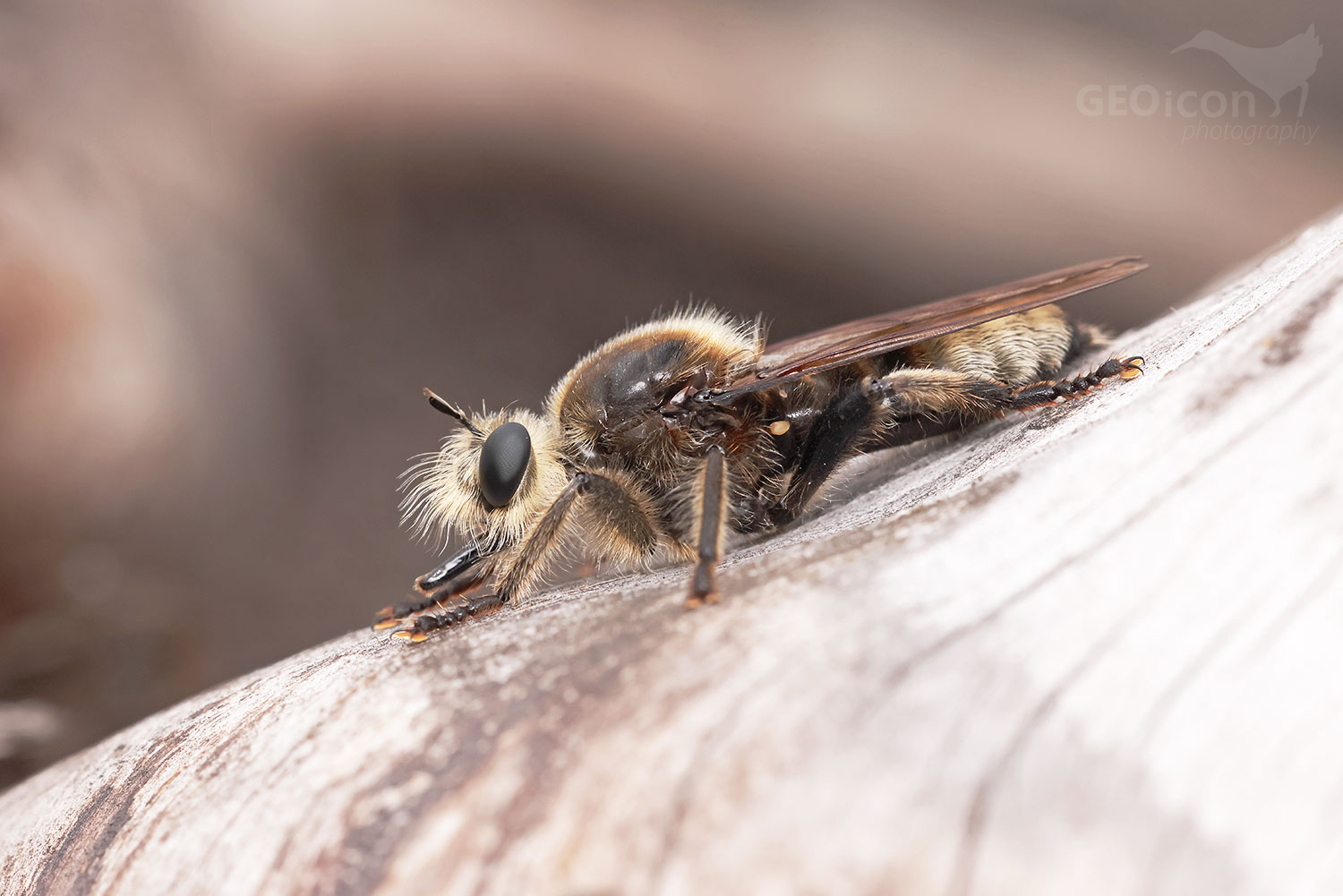 Laphria gibbosa