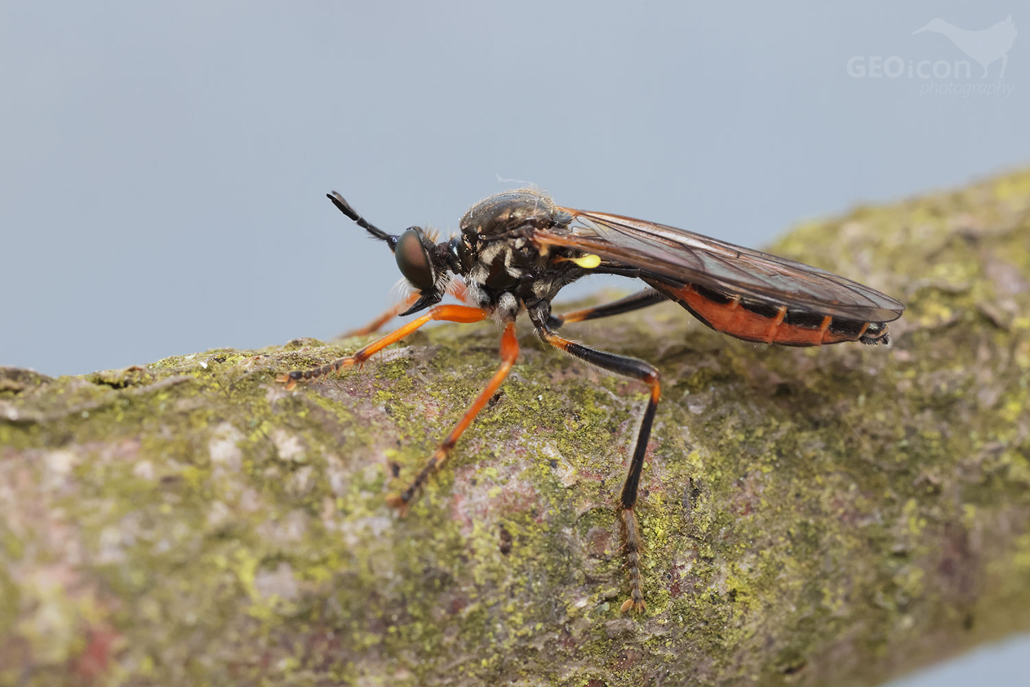 Dioctria rufipes / roupec štíhlý