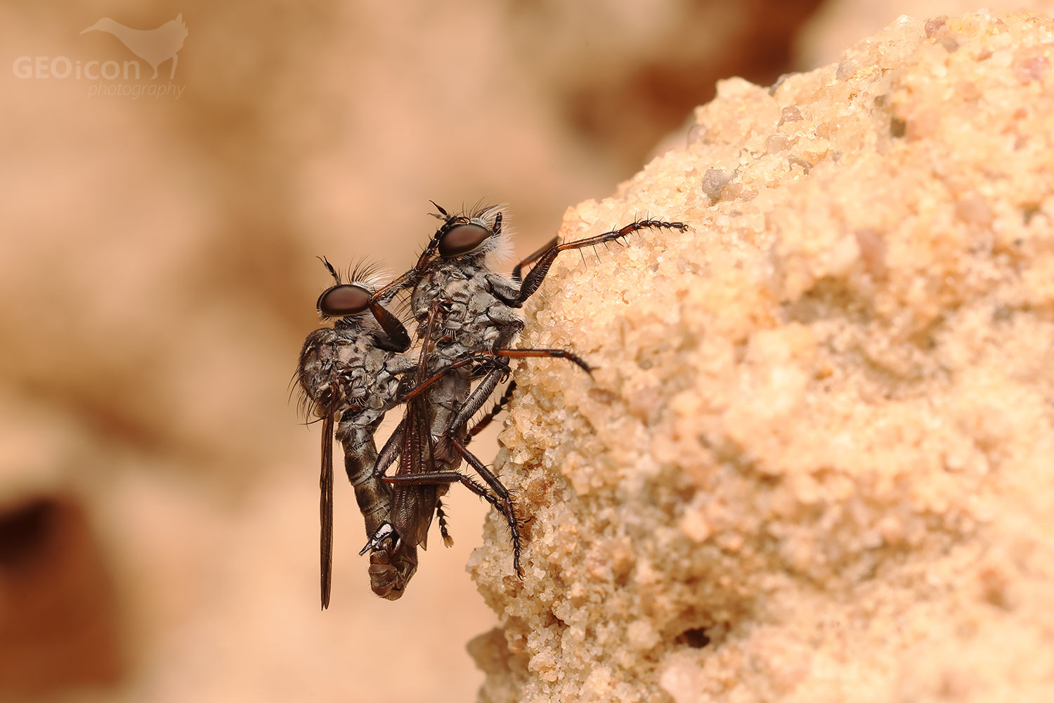 Asikidae
