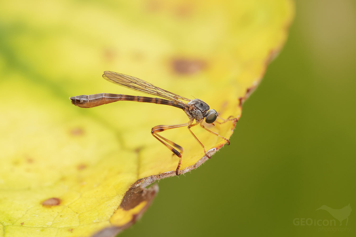leptogaster guttiventris