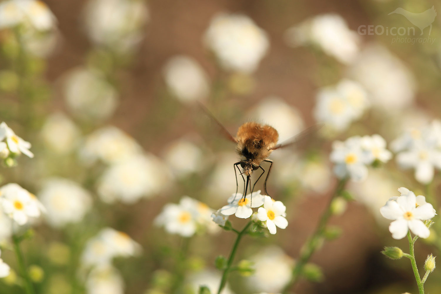 large bee-fly / dlouhososka velká (Bombylius major)