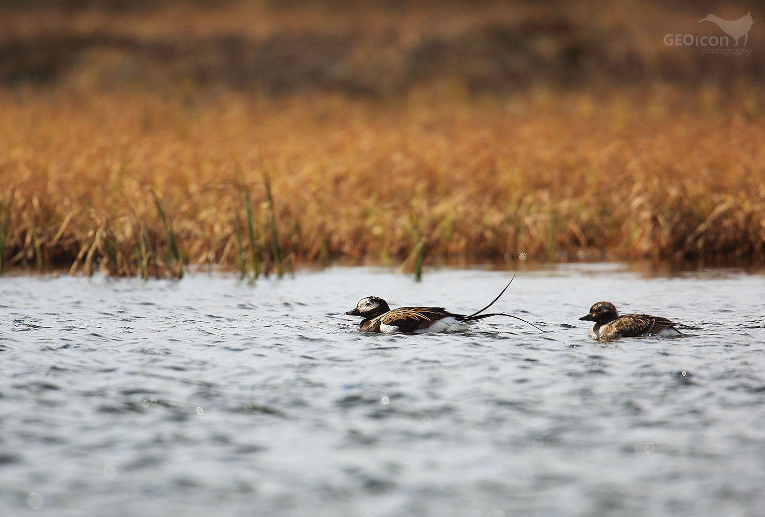 Long tailed duck / hoholka lední (Clangula hyemalis)
