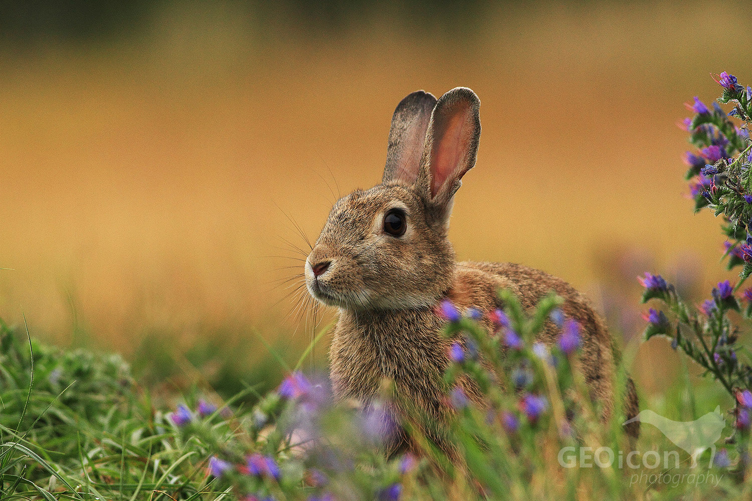 European rabbit / králík divoký (Oryctolagus cuniculus)