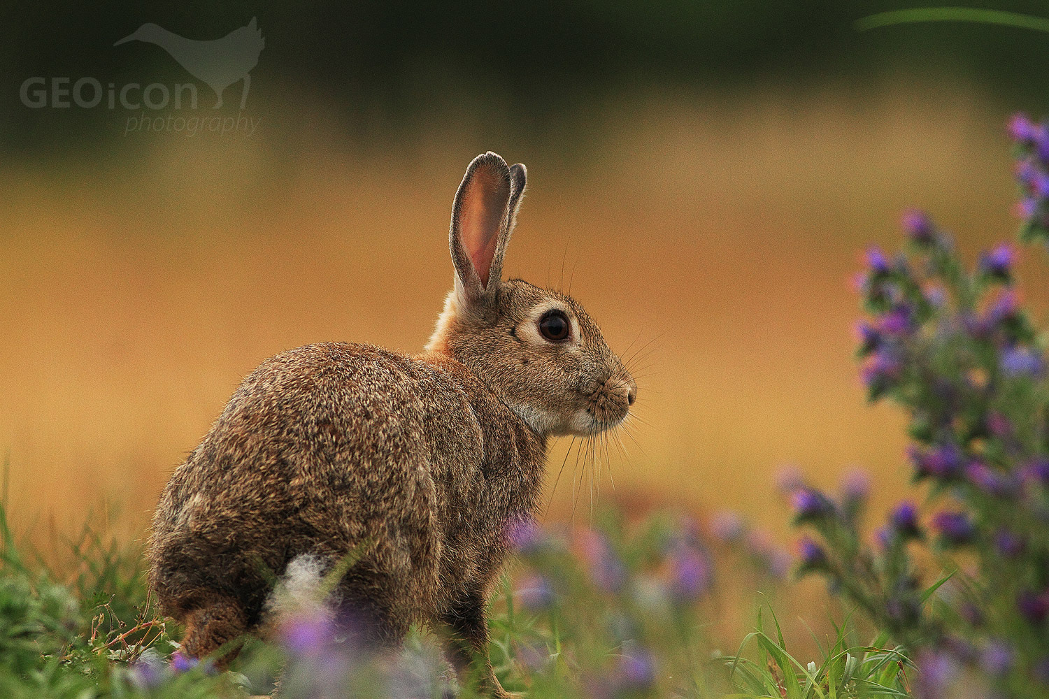 European rabbit / králík divoký (Oryctolagus cuniculus)