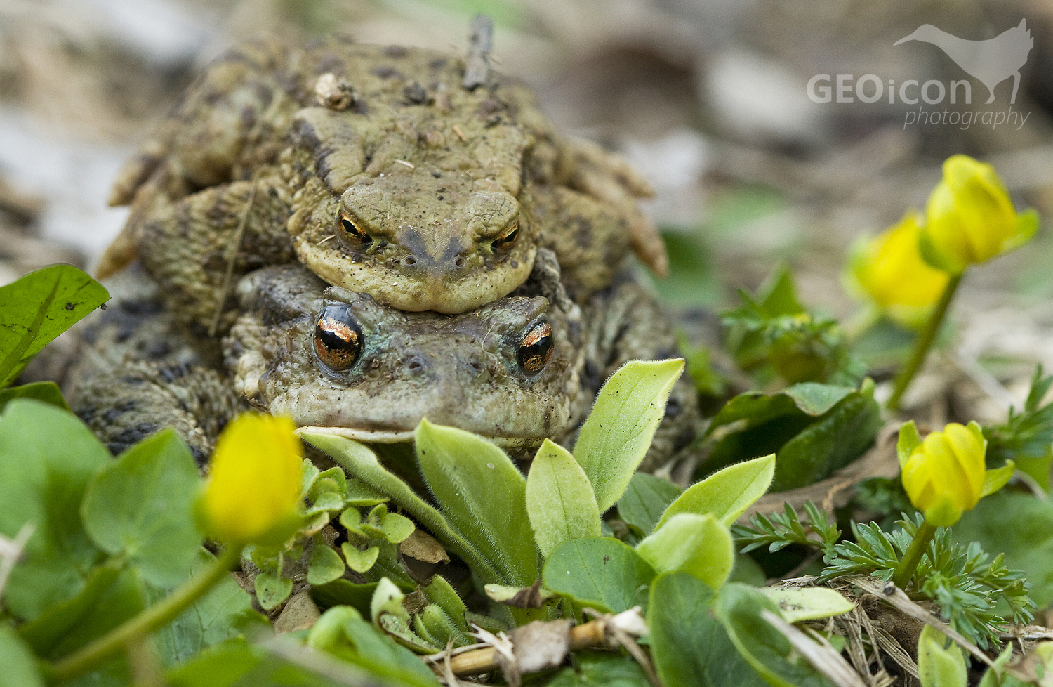 European toad / ropucha obecná (Bufo bufo)