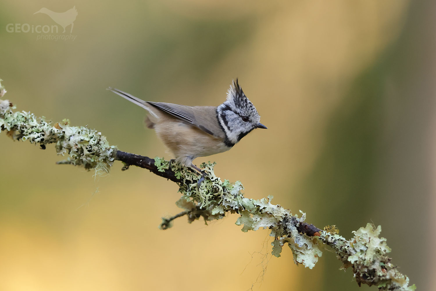 Crested tit / sýkora parukářka (Lophophanes cristatus)
