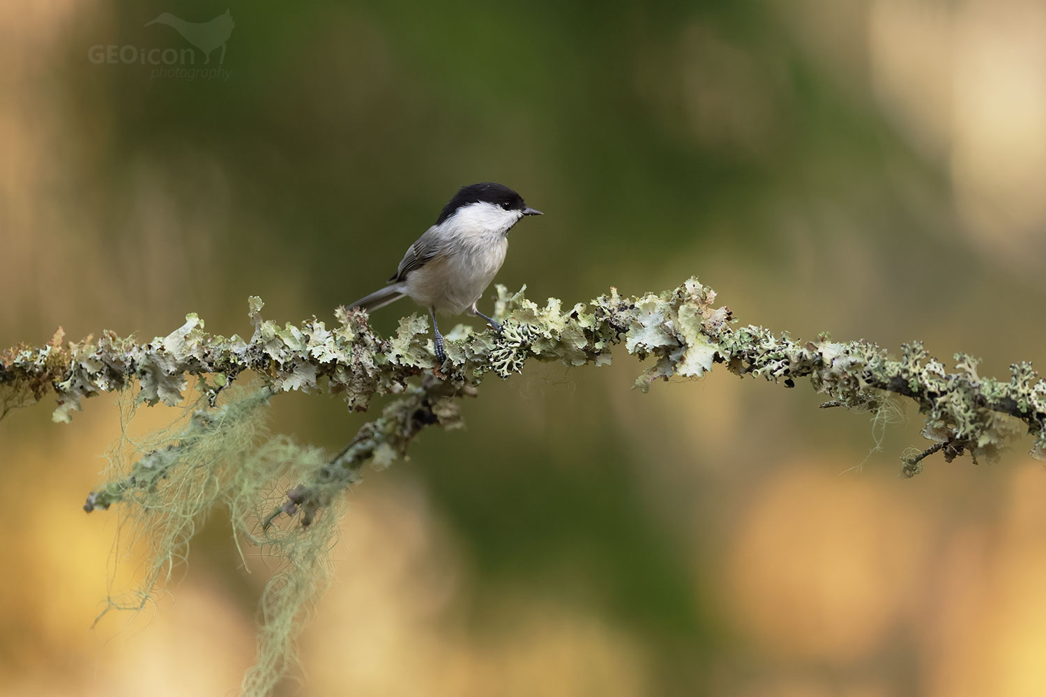 Willow tit / sýkora lužní (Poecile montanus borealis)