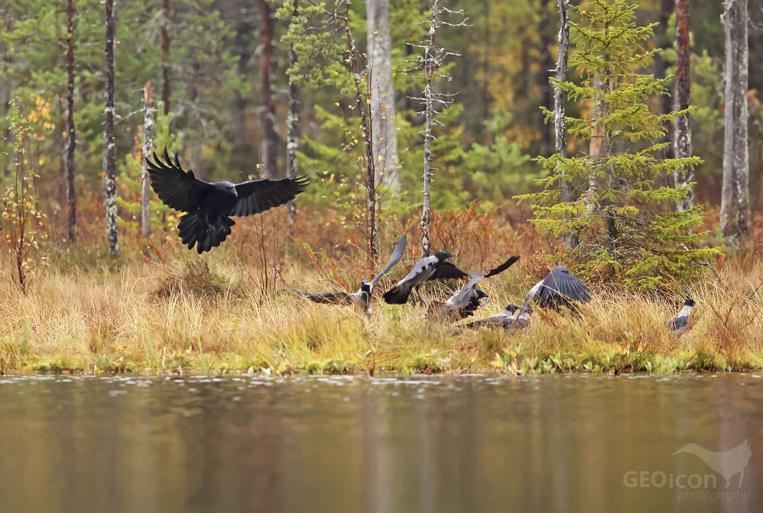 Ravens / krkavec velký (Corvus corax)