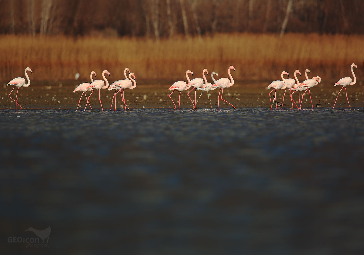 Flamingo / plameňák růžový  (Phoenicopterus ruber)